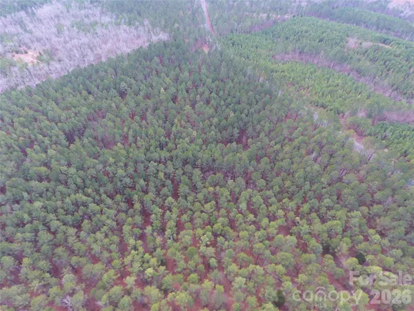 a close up of a plant