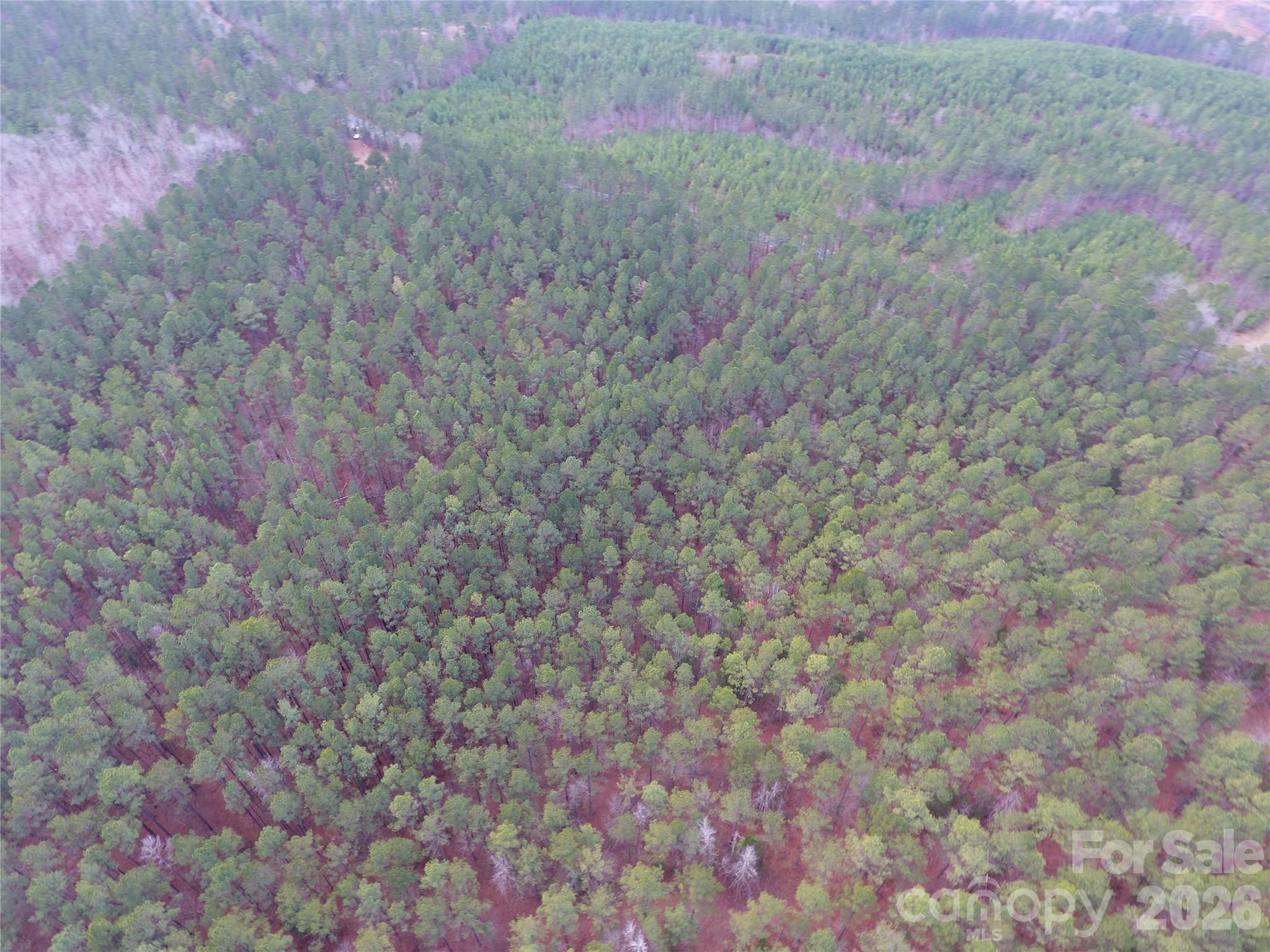 734 Great North Road Winnsboro, SC 29180 - Photo 14 of 31 a close up of a plant