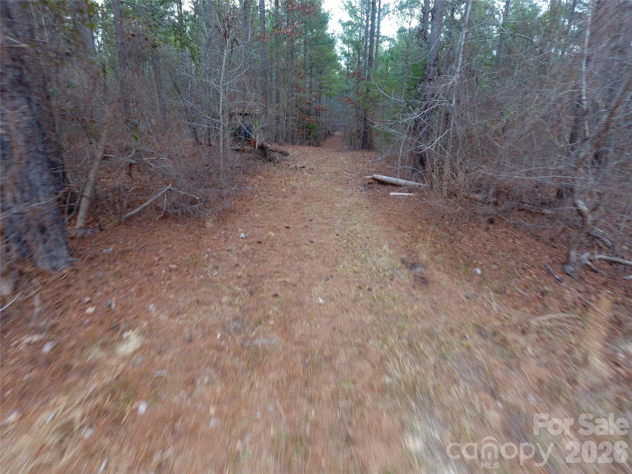 734 Great North Road Winnsboro, SC 29180 - Photo 23 of 31 a view of a forest with trees in the background