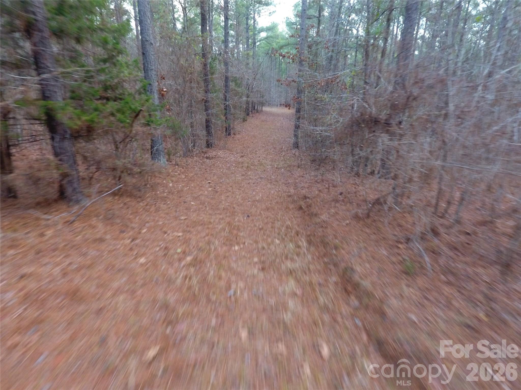 734 Great North Road Winnsboro, SC 29180 - Photo 25 of 31 a view of a forest with trees in the background