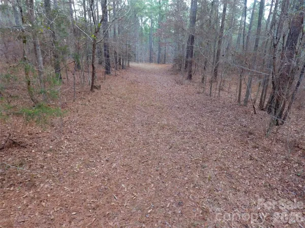 a view of a forest with trees in the background