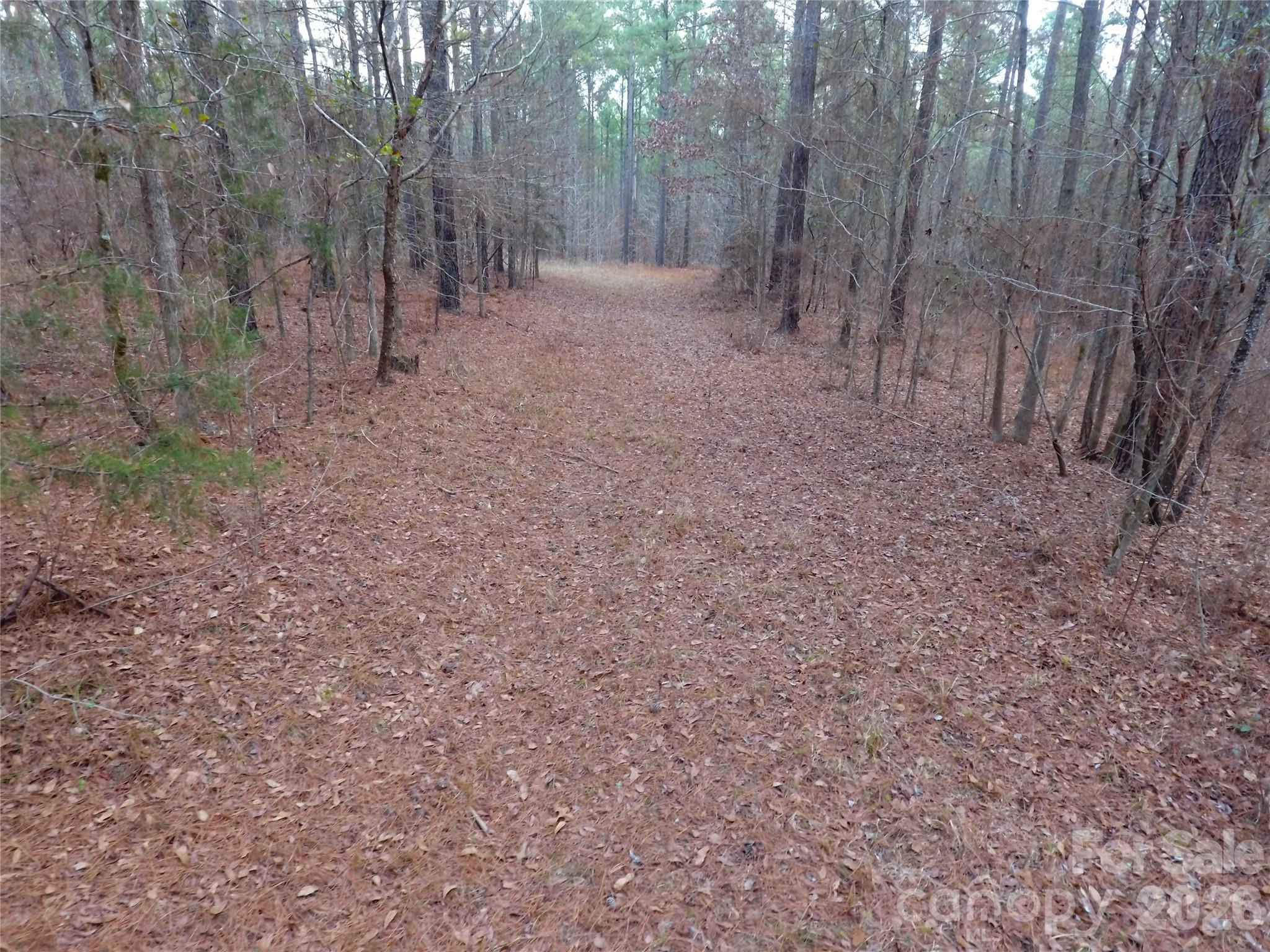 734 Great North Road Winnsboro, SC 29180 - Photo 26 of 31 a view of a forest with trees in the background
