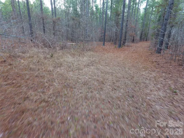 a view of a yard with lots of trees