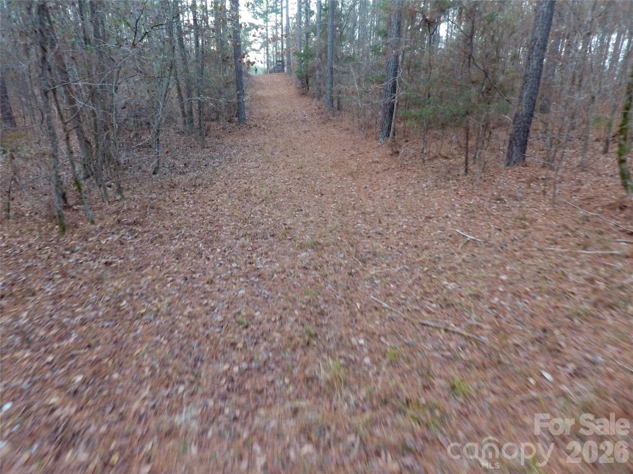 734 Great North Road Winnsboro, SC 29180 - Photo 28 of 31 a view of a forest with trees in the background