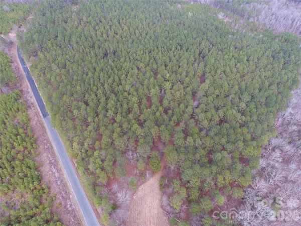 a close up of a plant