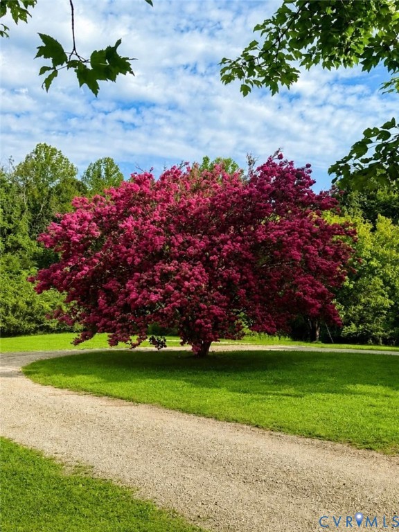 3075 Judes Ferry Road Powhatan, VA 23139 - Photo 2 of 2 Stunning established Crepe Myrtle in full bloom