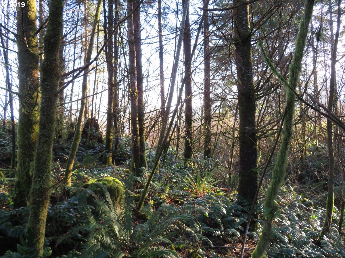 Hokanson Road Elma, WA 98541 - Photo 2 of 19 Gallery Image 2