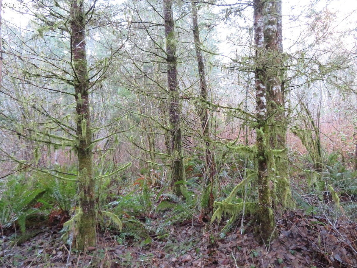 Hokanson Road Elma, WA 98541 - Photo 11 of 19 Gallery Image 11