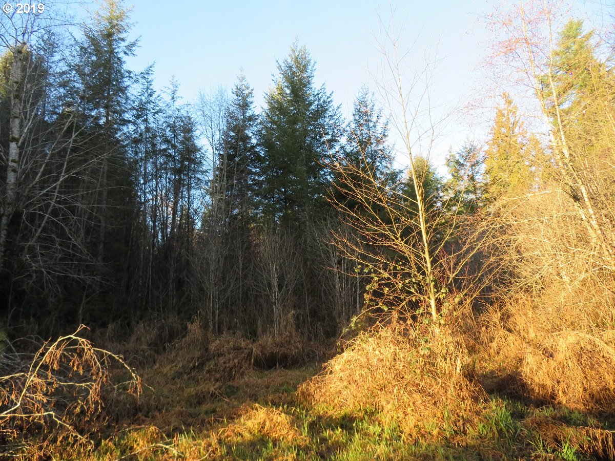 Hokanson Road Elma, WA 98541 - Photo 12 of 19 Gallery Image 12