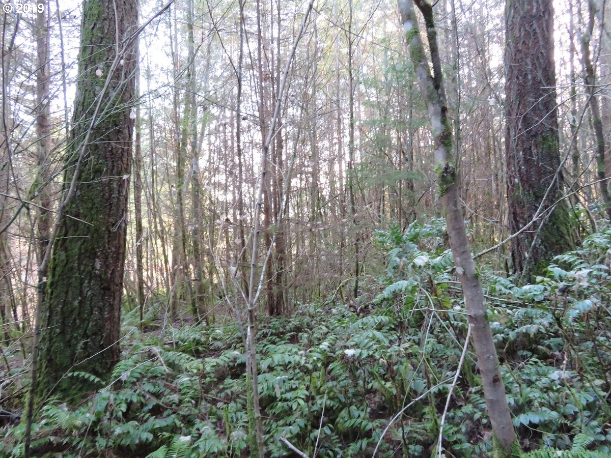 Hokanson Road Elma, WA 98541 - Photo 15 of 19 Gallery Image 15