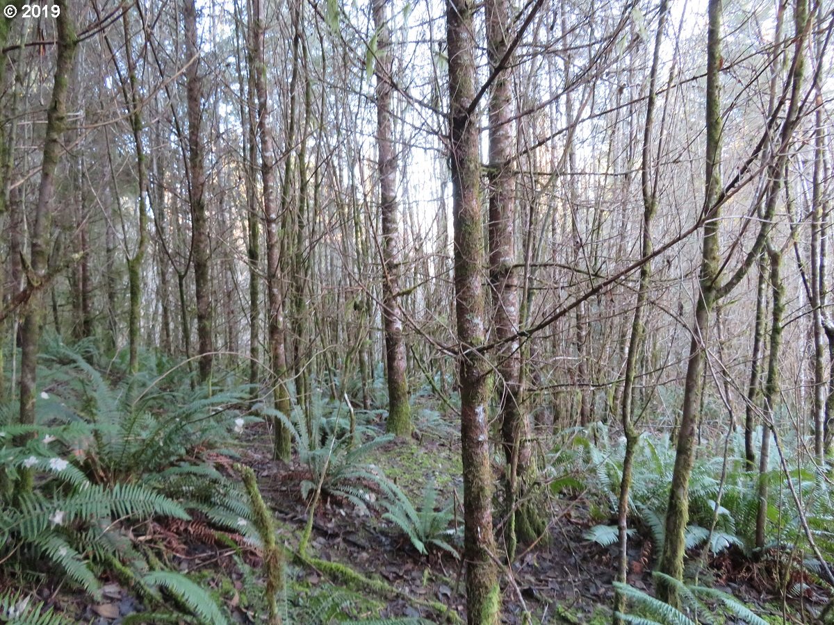 Hokanson Road Elma, WA 98541 - Photo 16 of 19 Gallery Image 16