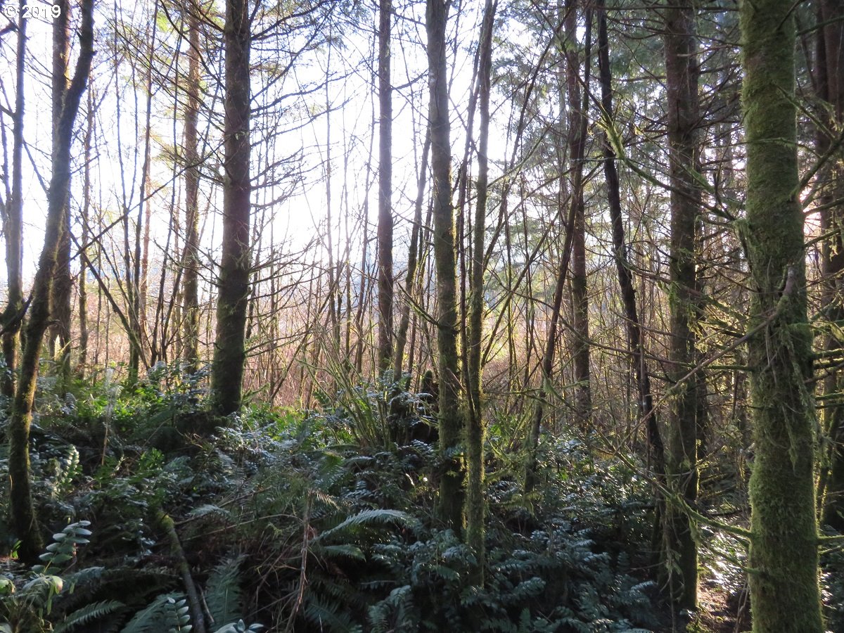 Hokanson Road Elma, WA 98541 - Photo 18 of 19 Gallery Image 18