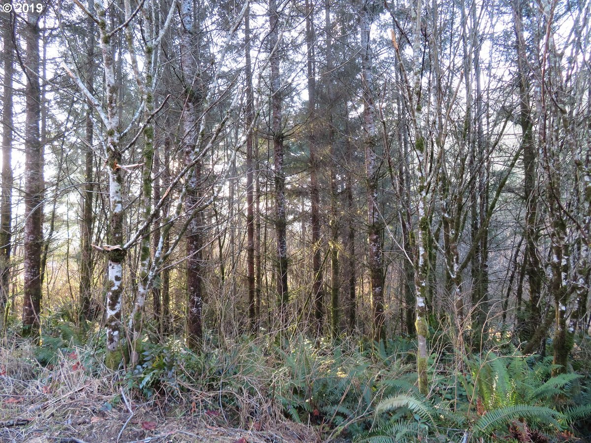 Hokanson Road Elma, WA 98541 - Photo 5 of 19 Gallery Image 5