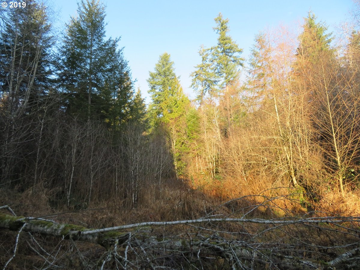 Hokanson Road Elma, WA 98541 - Photo 7 of 19 Gallery Image 7