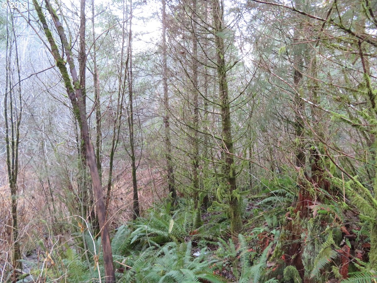 Hokanson Road Elma, WA 98541 - Photo 9 of 19 Gallery Image 9