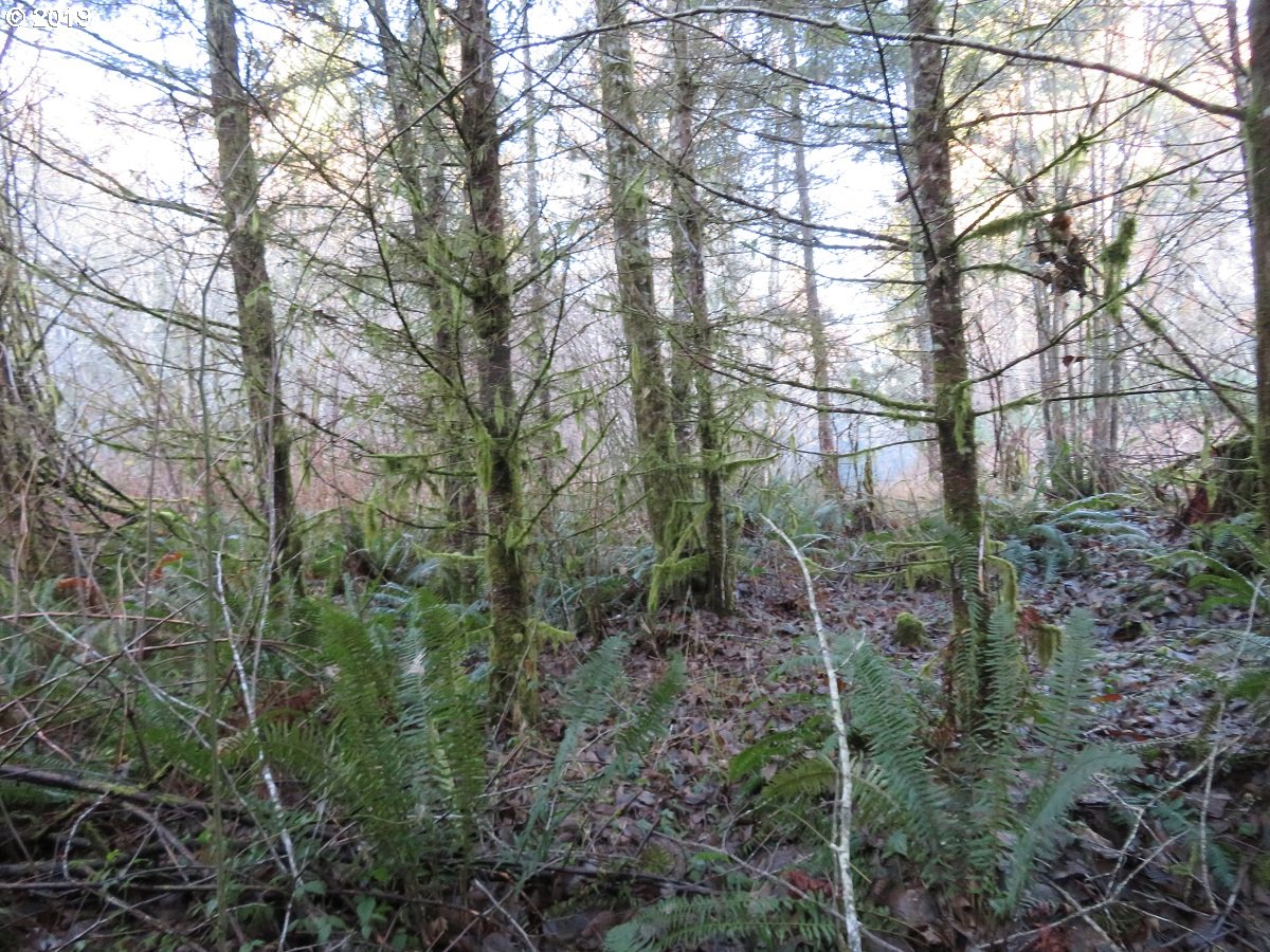 Hokanson Road Elma, WA 98541 - Photo 10 of 19 Gallery Image 10