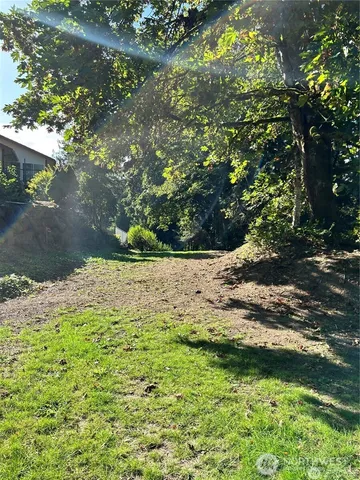 a view of a yard with plants and large trees