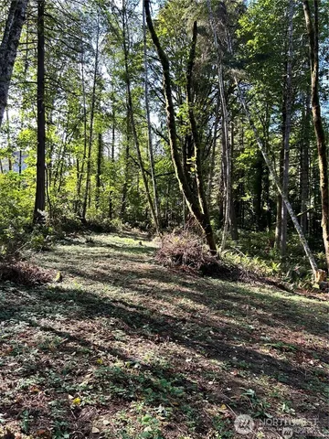 a view of a tree in the middle of a yard