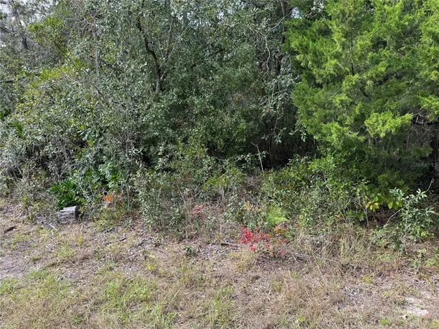 a view of a forest with trees in the background