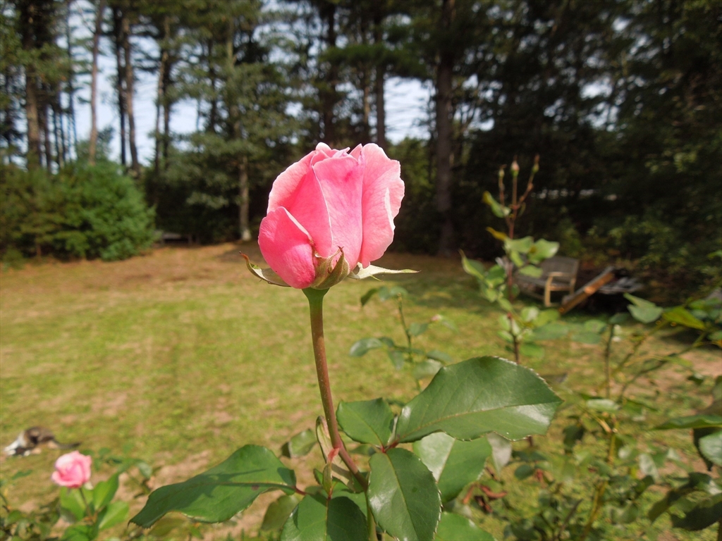 46 Service Road Sandwich, MA 02537 - Photo 31 of 35 a view of a swimming pool in front of the house