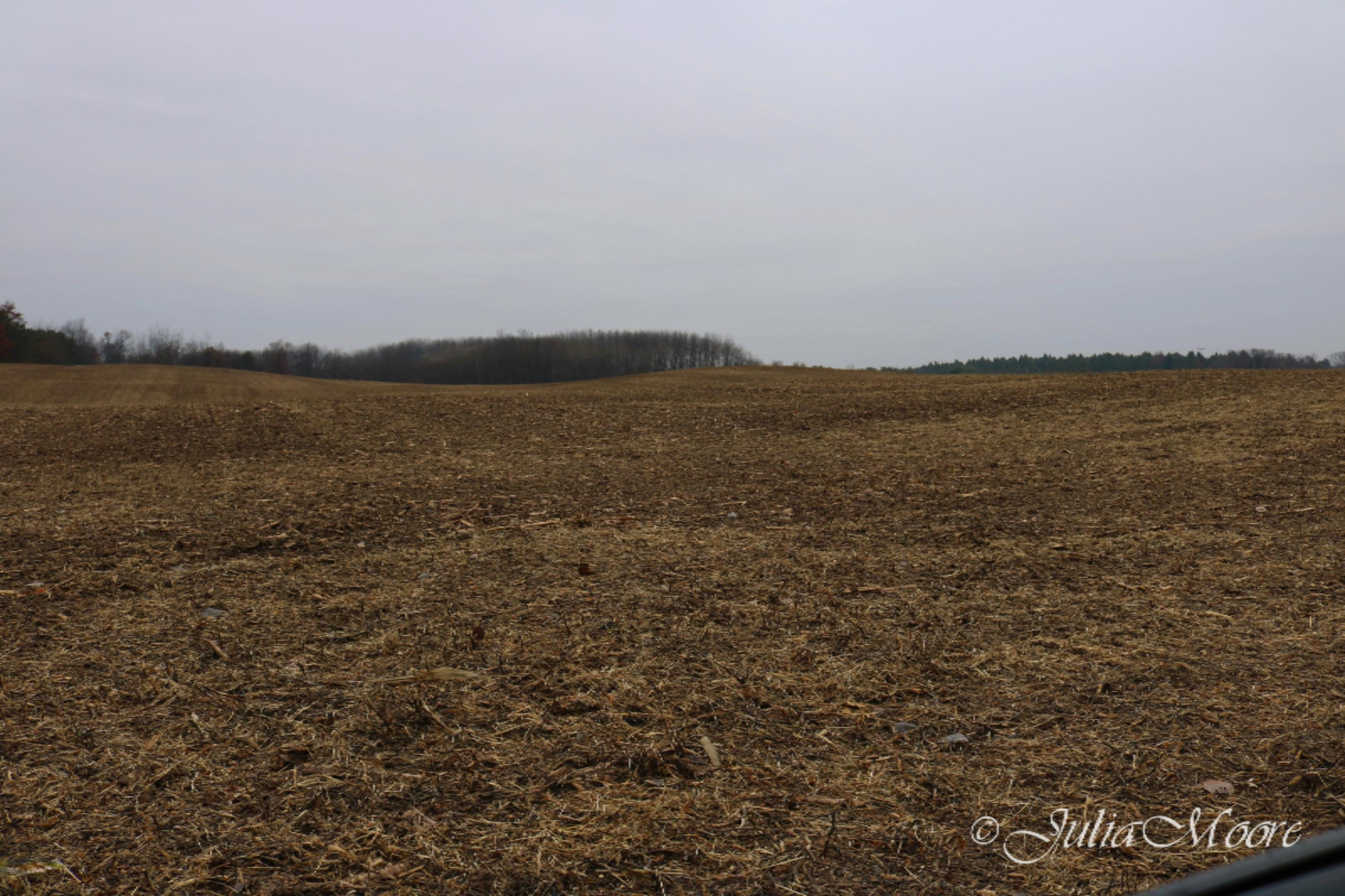 0 North Nevins Road Stanton, MI 48888 - Photo 1 of 8 IMG_3163