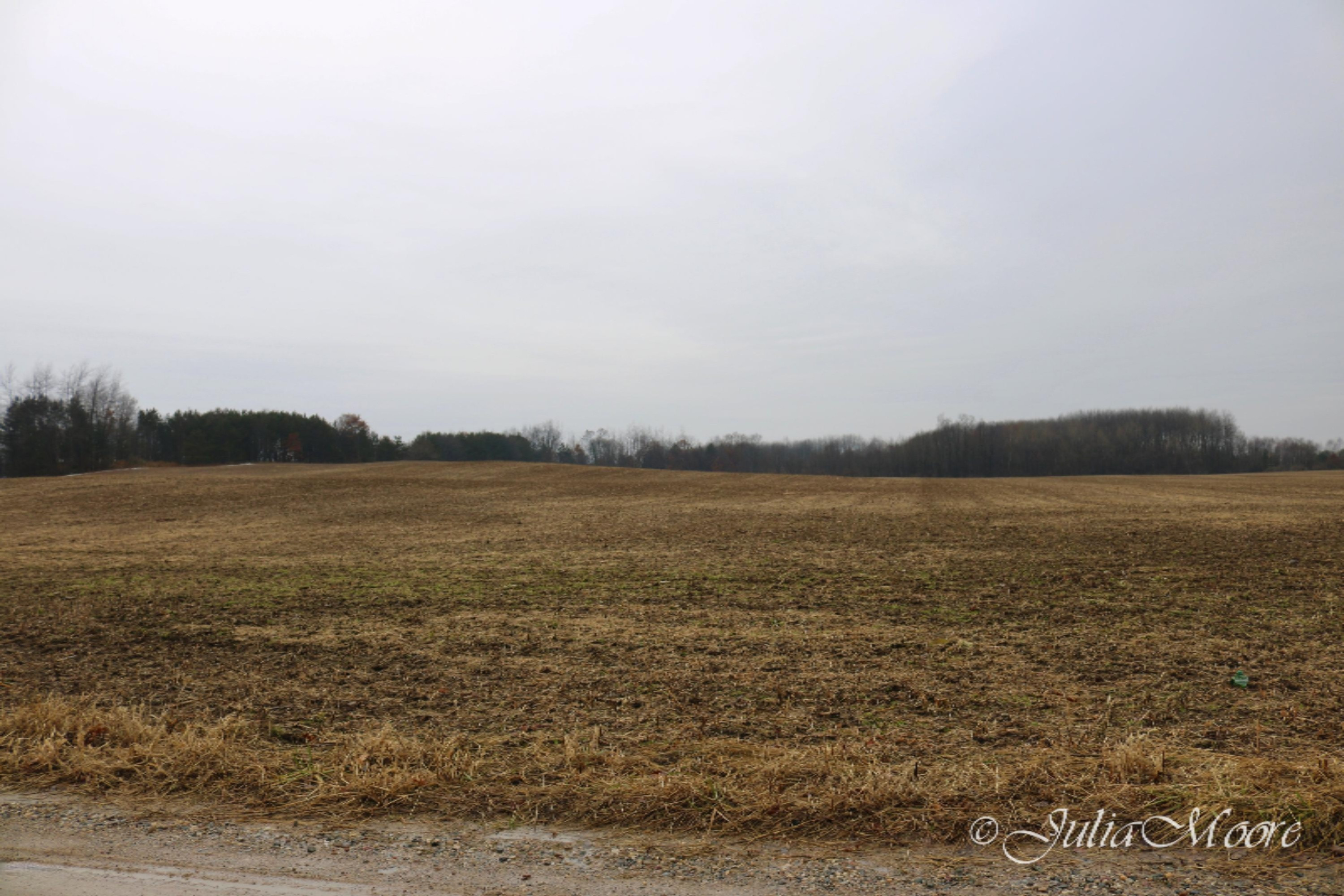 0 North Nevins Road Stanton, MI 48888 - Photo 2 of 8 IMG_3151
