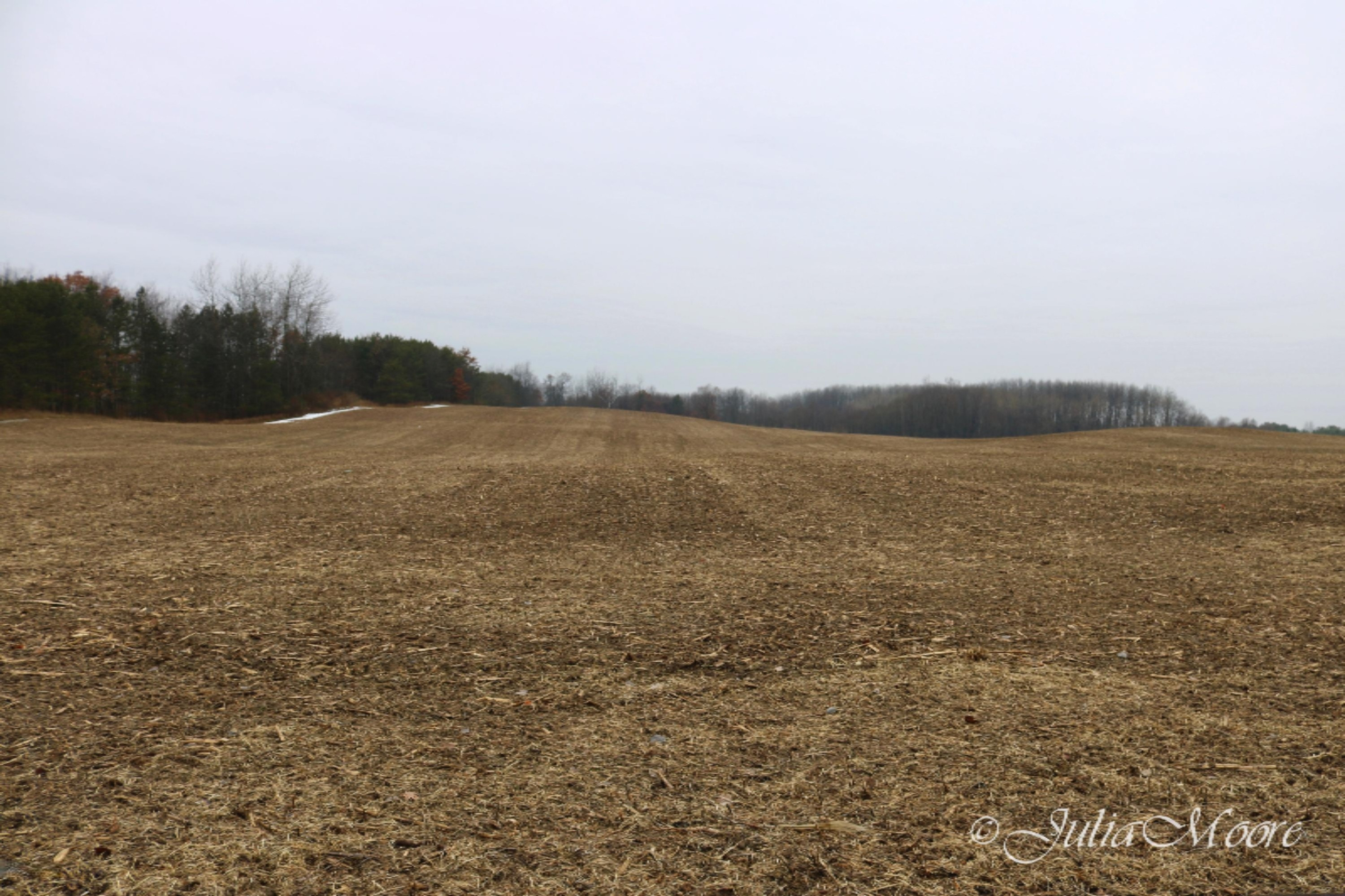0 North Nevins Road Stanton, MI 48888 - Photo 5 of 8 IMG_3165
