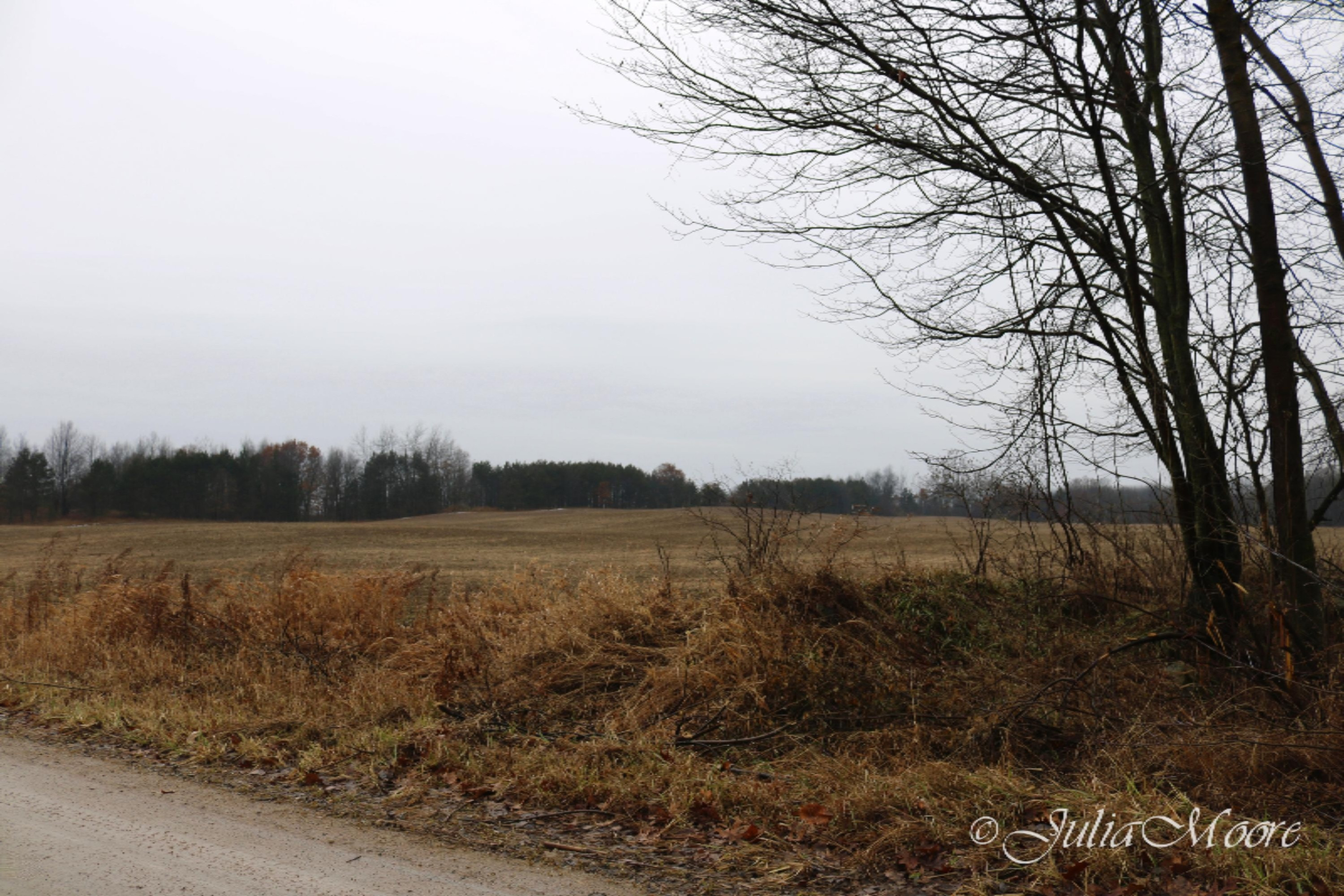 0 North Nevins Road Stanton, MI 48888 - Photo 6 of 8 IMG_3154