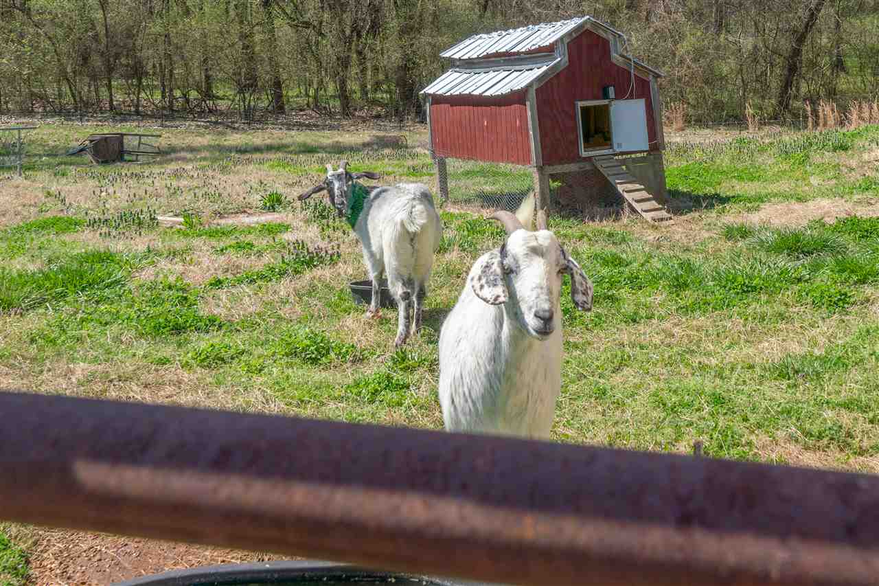 3887 Lucy Road Millington, TN 38053 - Photo 22 of 25 Your very own Country Retreat with French Farmhouse living and the privacy we all crave! Come and see your next home - you’ll get a warm welcome from these guys.