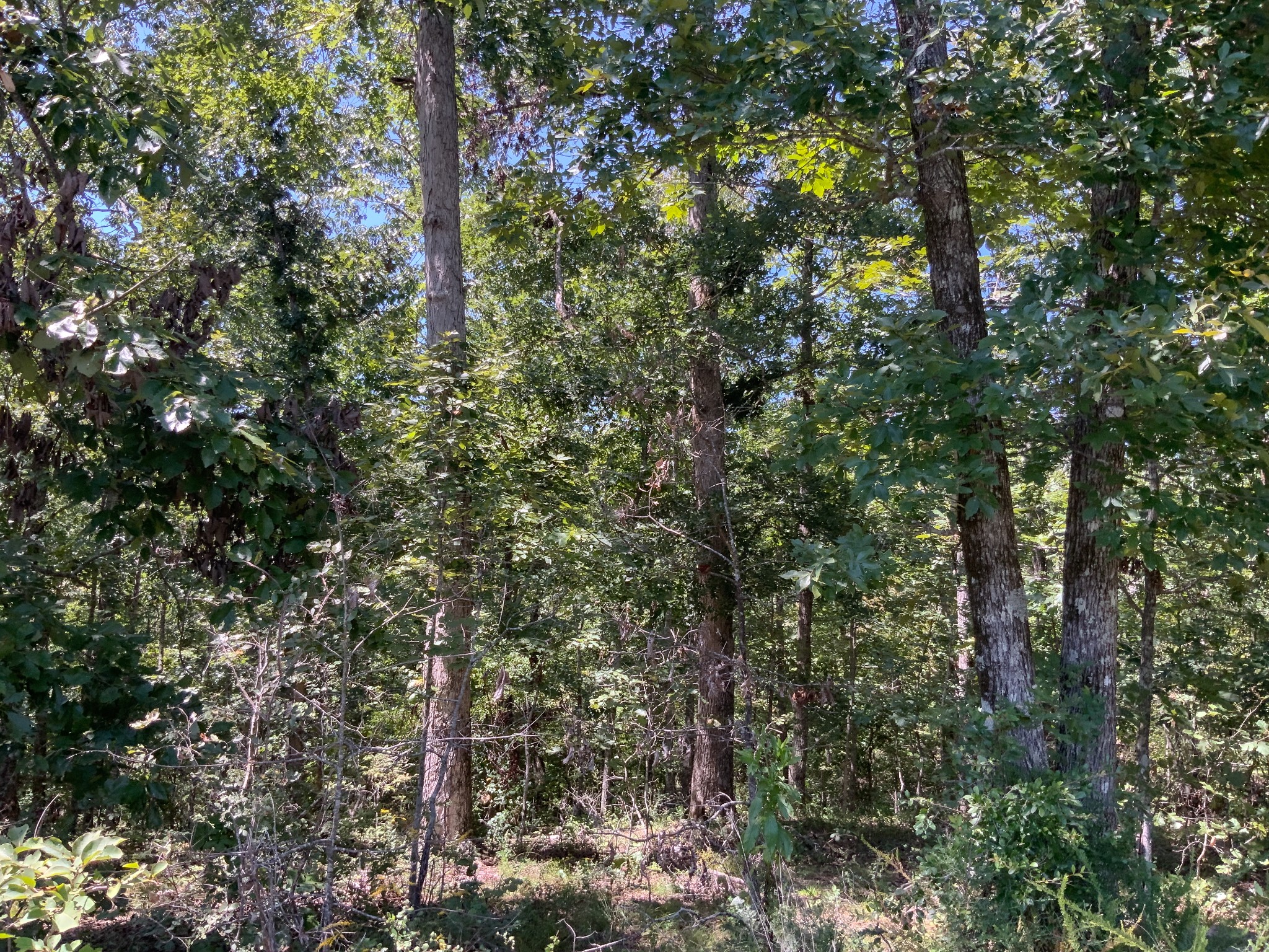 0 Streamside Drive Dover, TN 37058 - Photo 24 of 28 Gallery Image 24