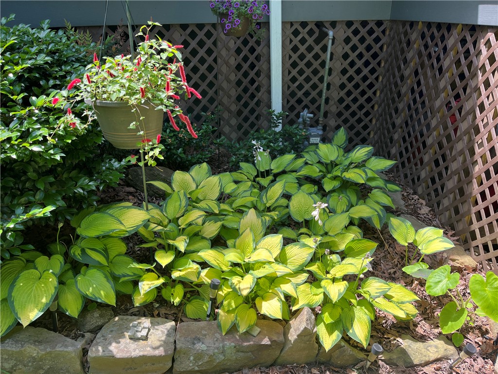 518 Inlet Drive Seneca, SC 29672 - Photo 44 of 48 Spring-time hostas.