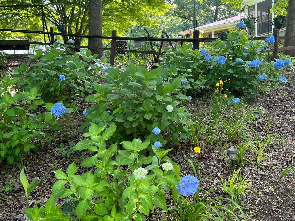 518 Inlet Drive Seneca, SC 29672 - Photo 45 of 48 Spring-time hydrangeas.
