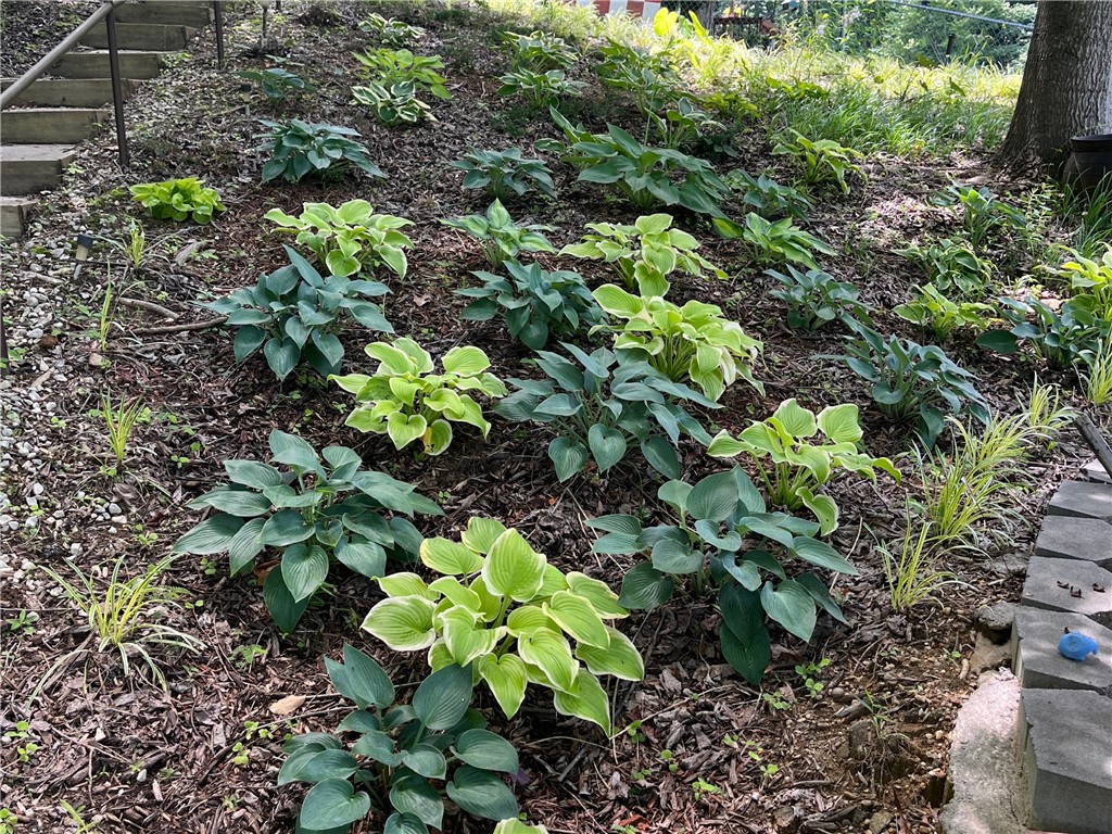 518 Inlet Drive Seneca, SC 29672 - Photo 46 of 48 Spring-time hostas.