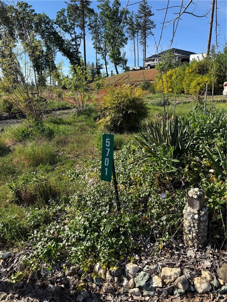 5701 Newland Road Paradise, CA 95969 - Photo 5 of 11 a view of a yard with plants and large trees