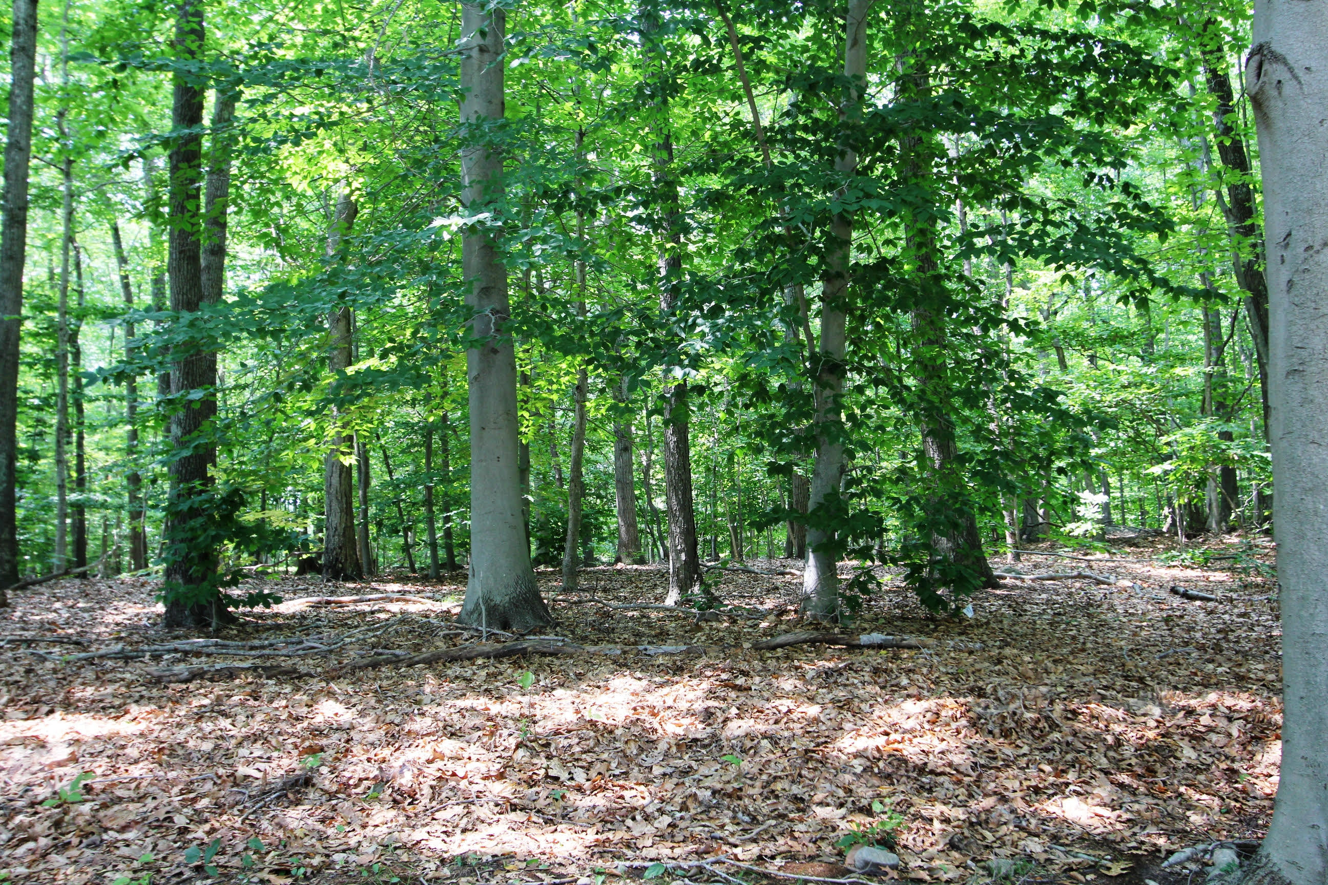 a view of a forest