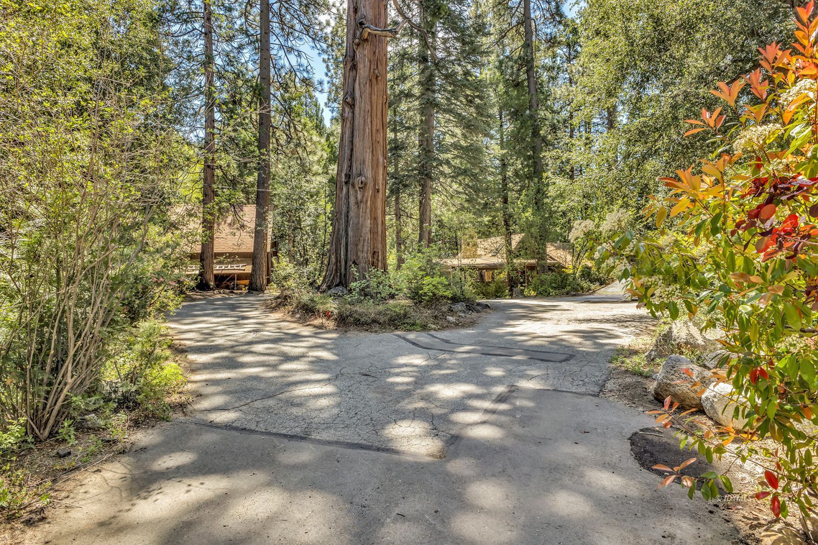25100 Indian Rock Road Idyllwild, CA 92549 - Photo 67 of 75 a view of a yard with trees