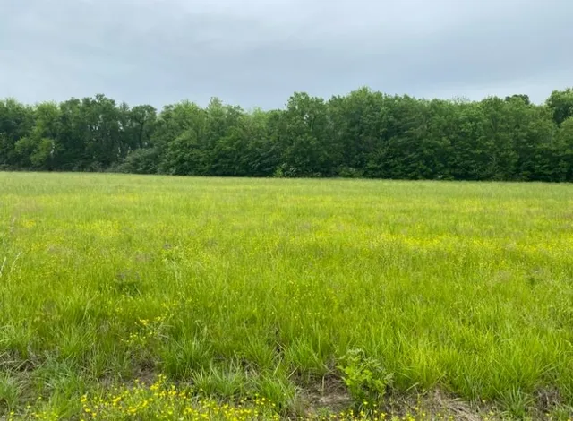 a view of a green yard