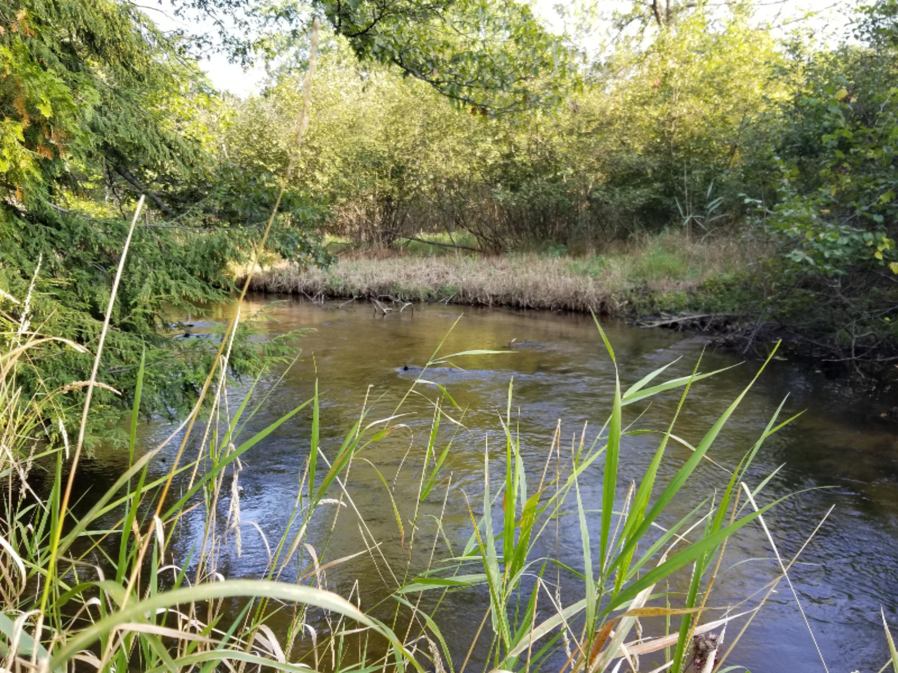 River 1