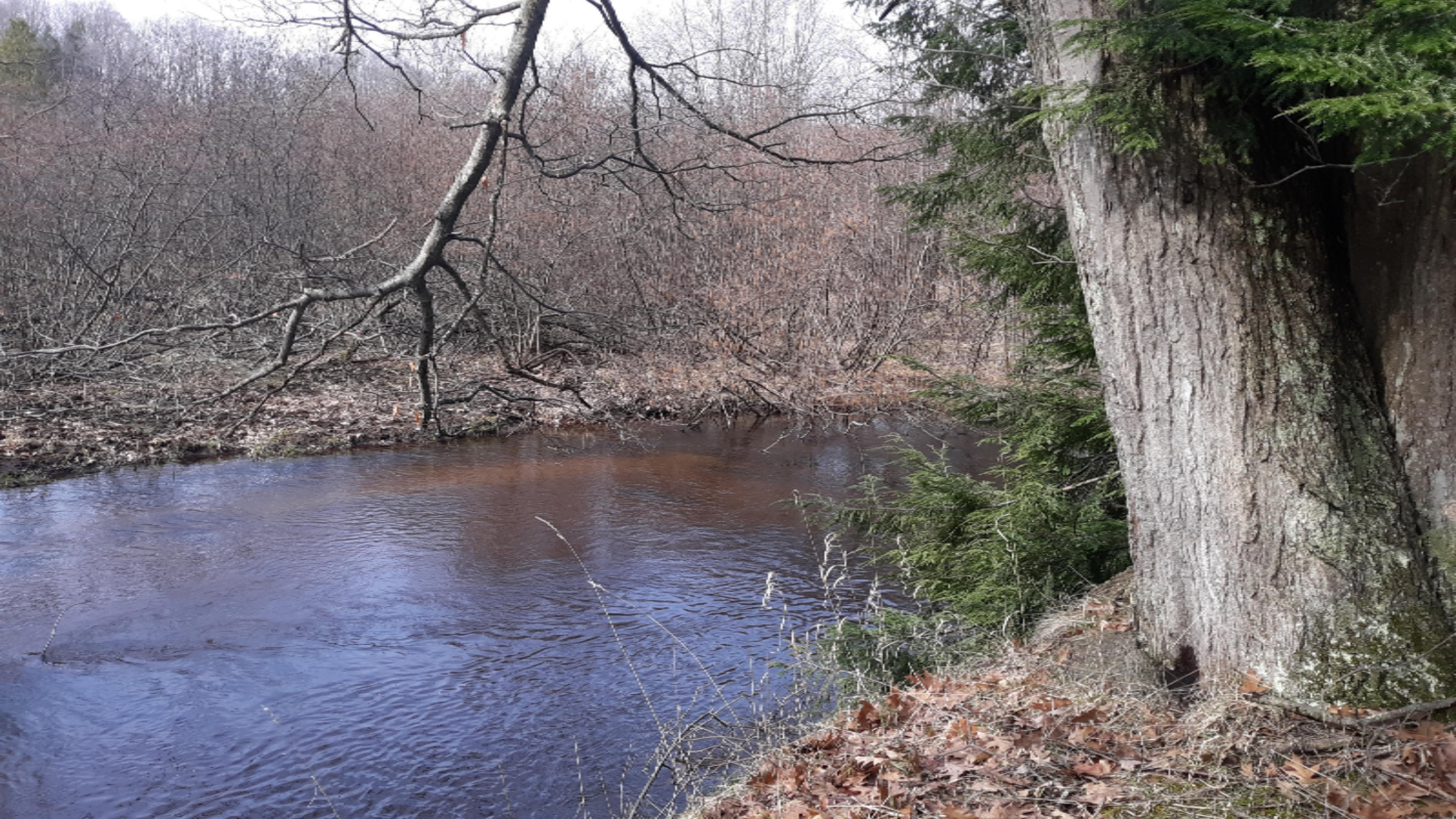 River bank