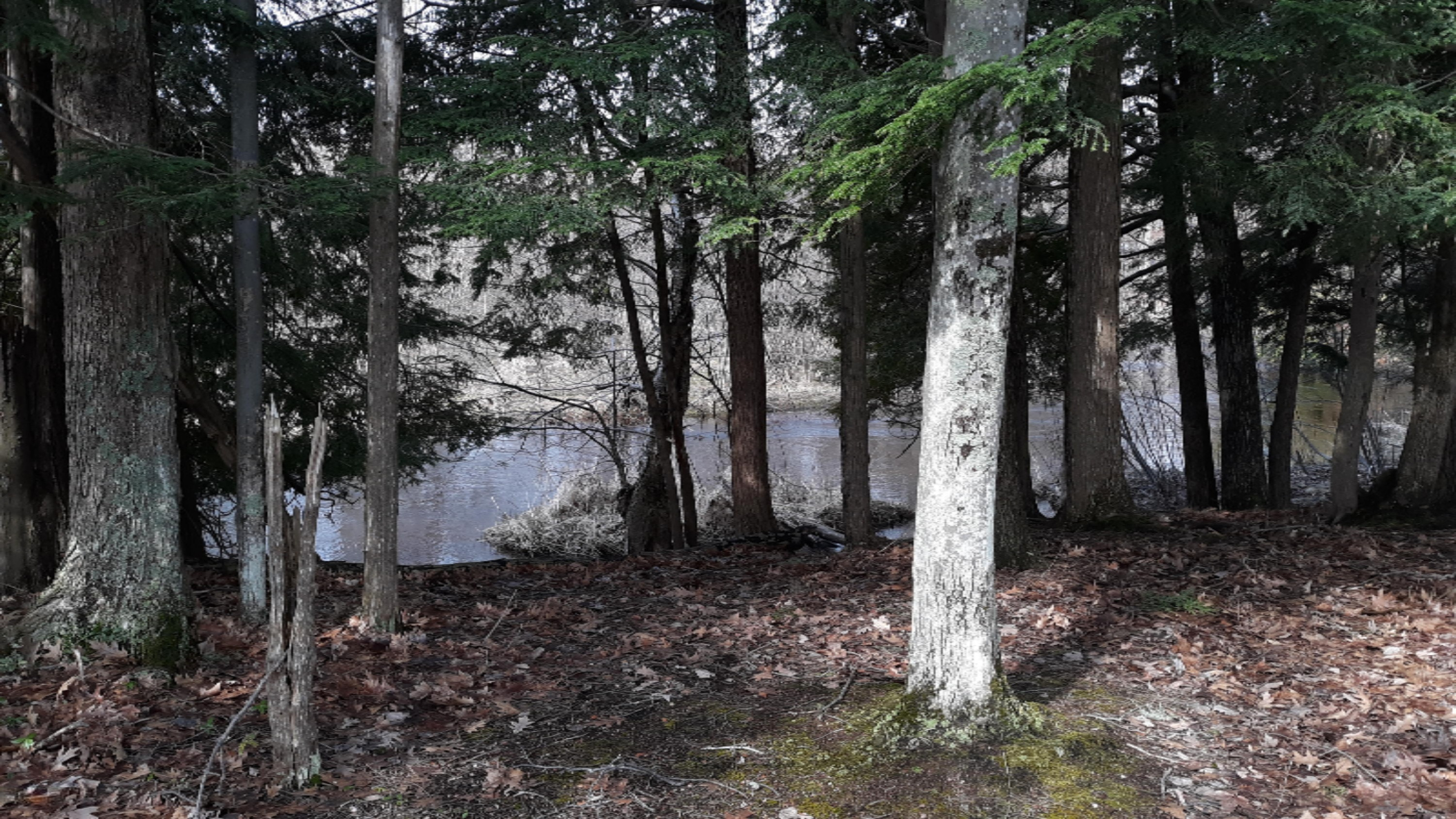 River Bank