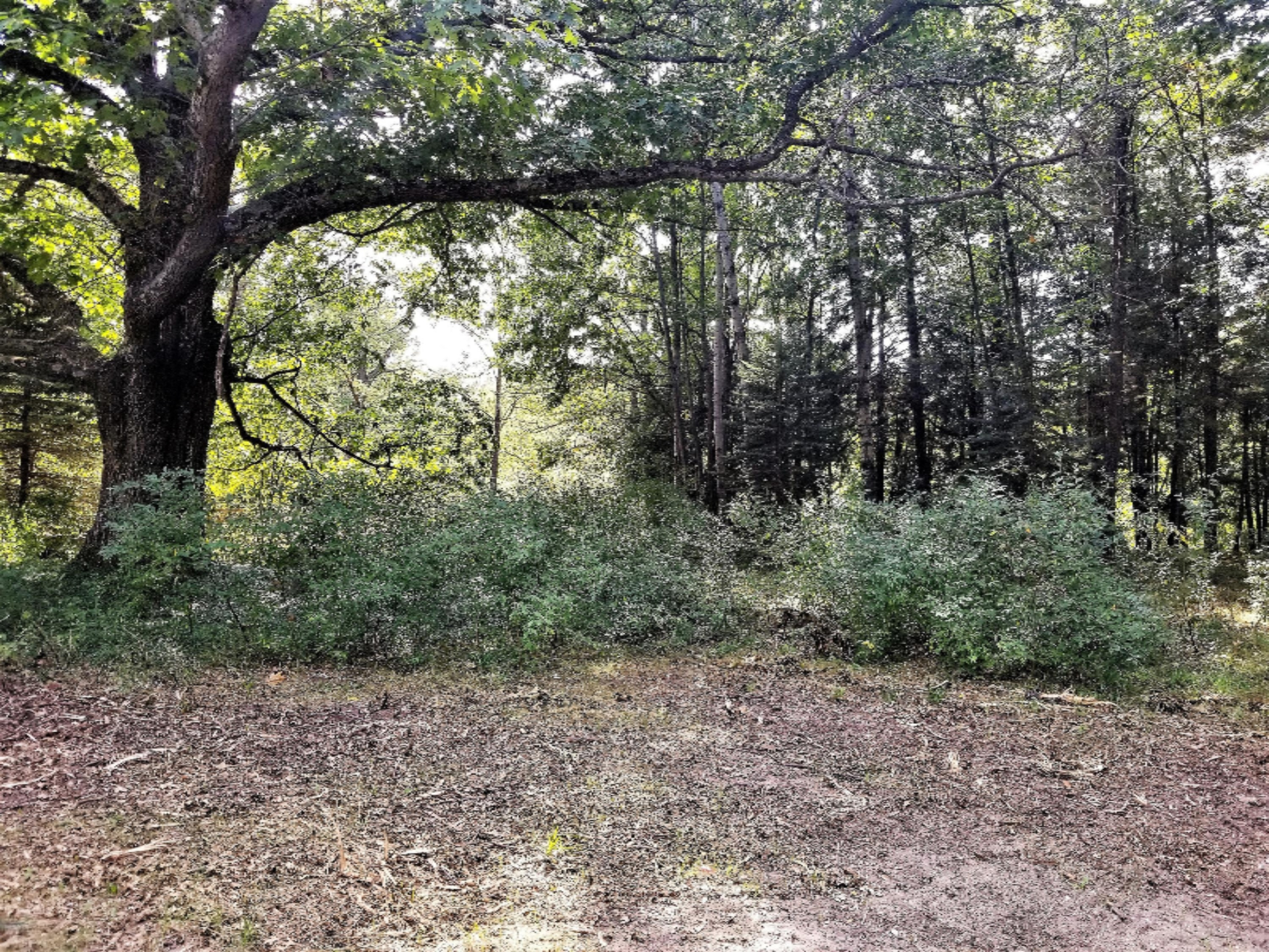 Oak