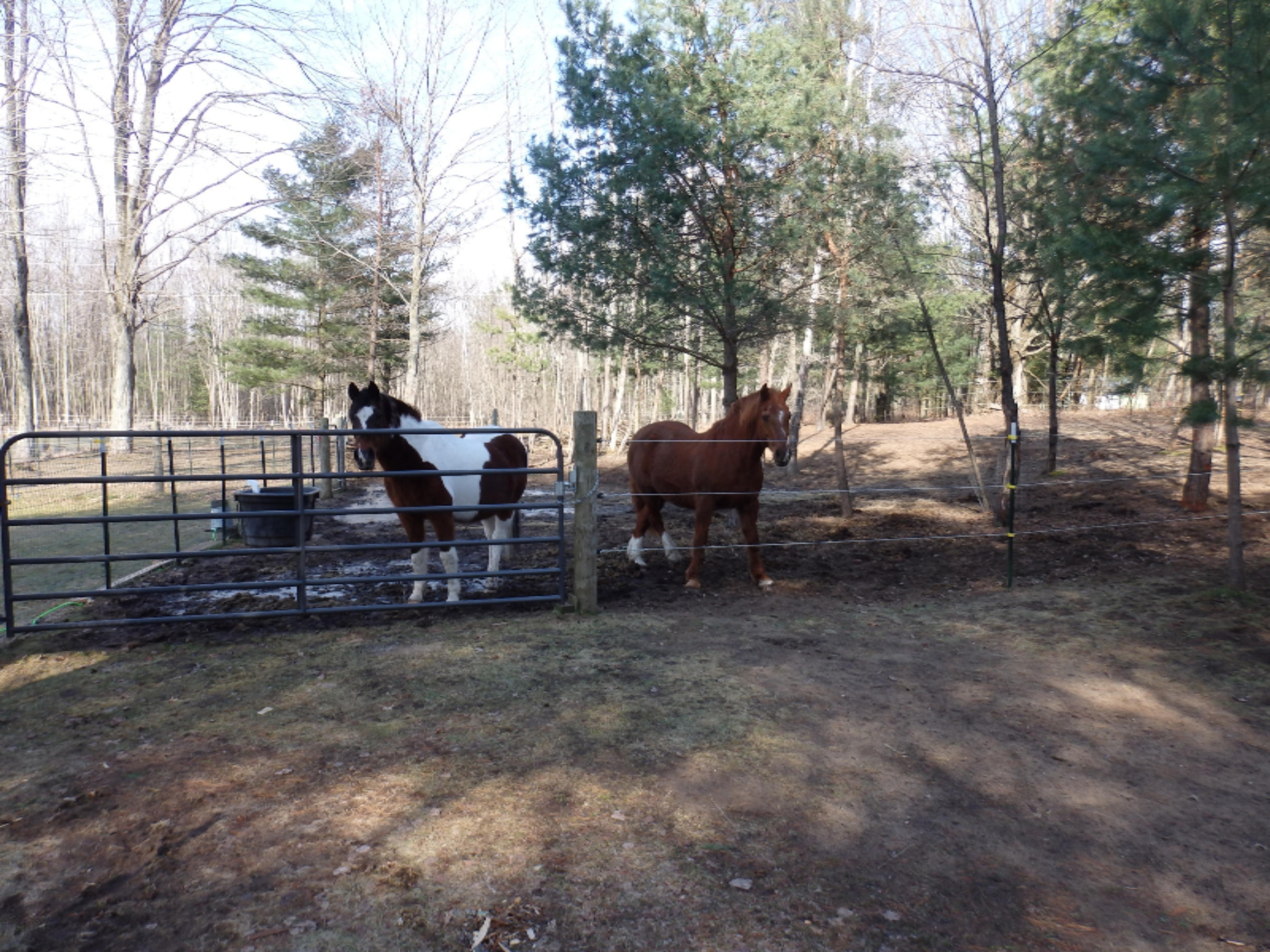 15312 9 Mile Road Kaleva, MI 49645 - Photo 24 of 54 P2220150