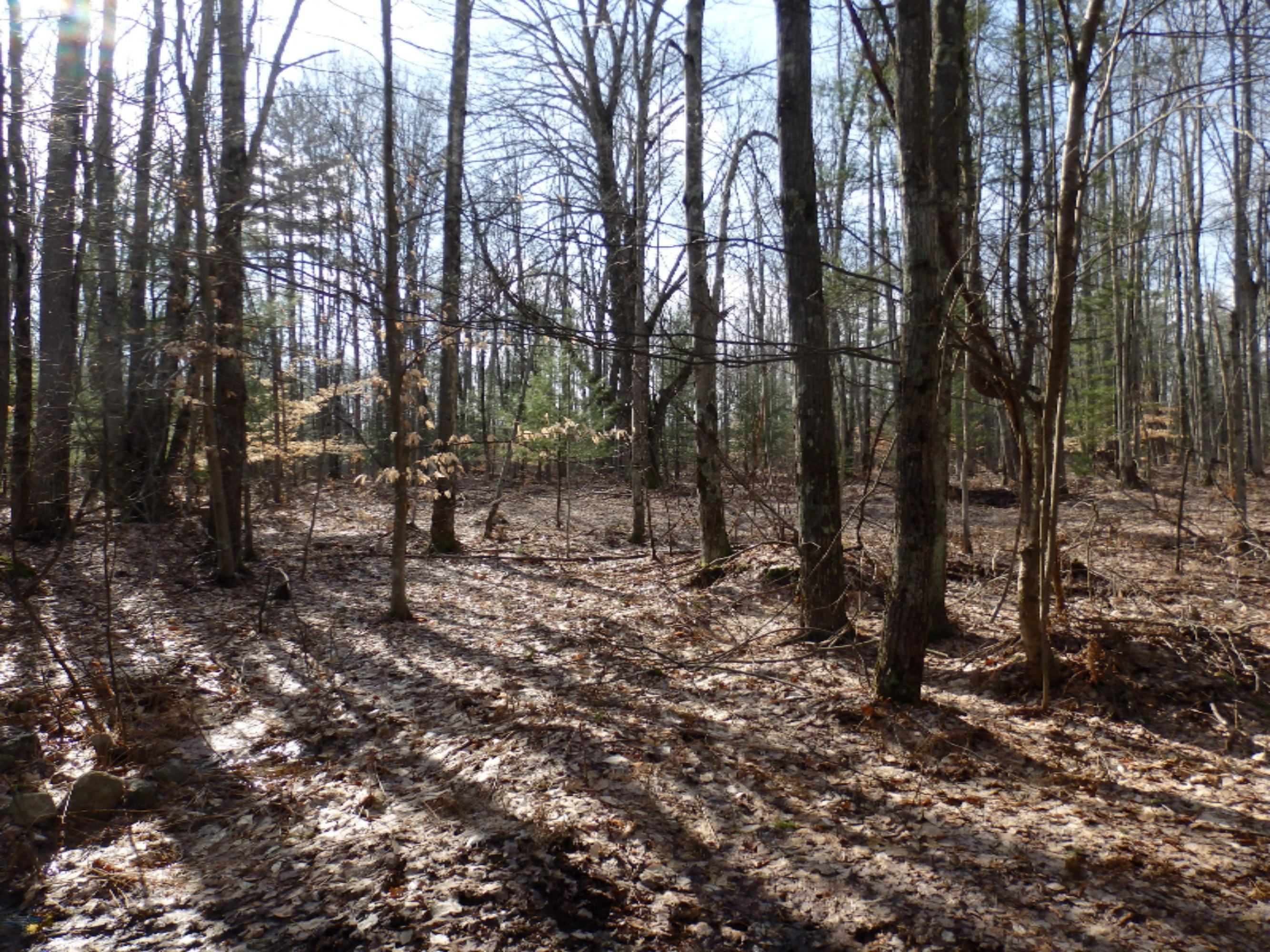 15312 9 Mile Road Kaleva, MI 49645 - Photo 40 of 54 P2220134