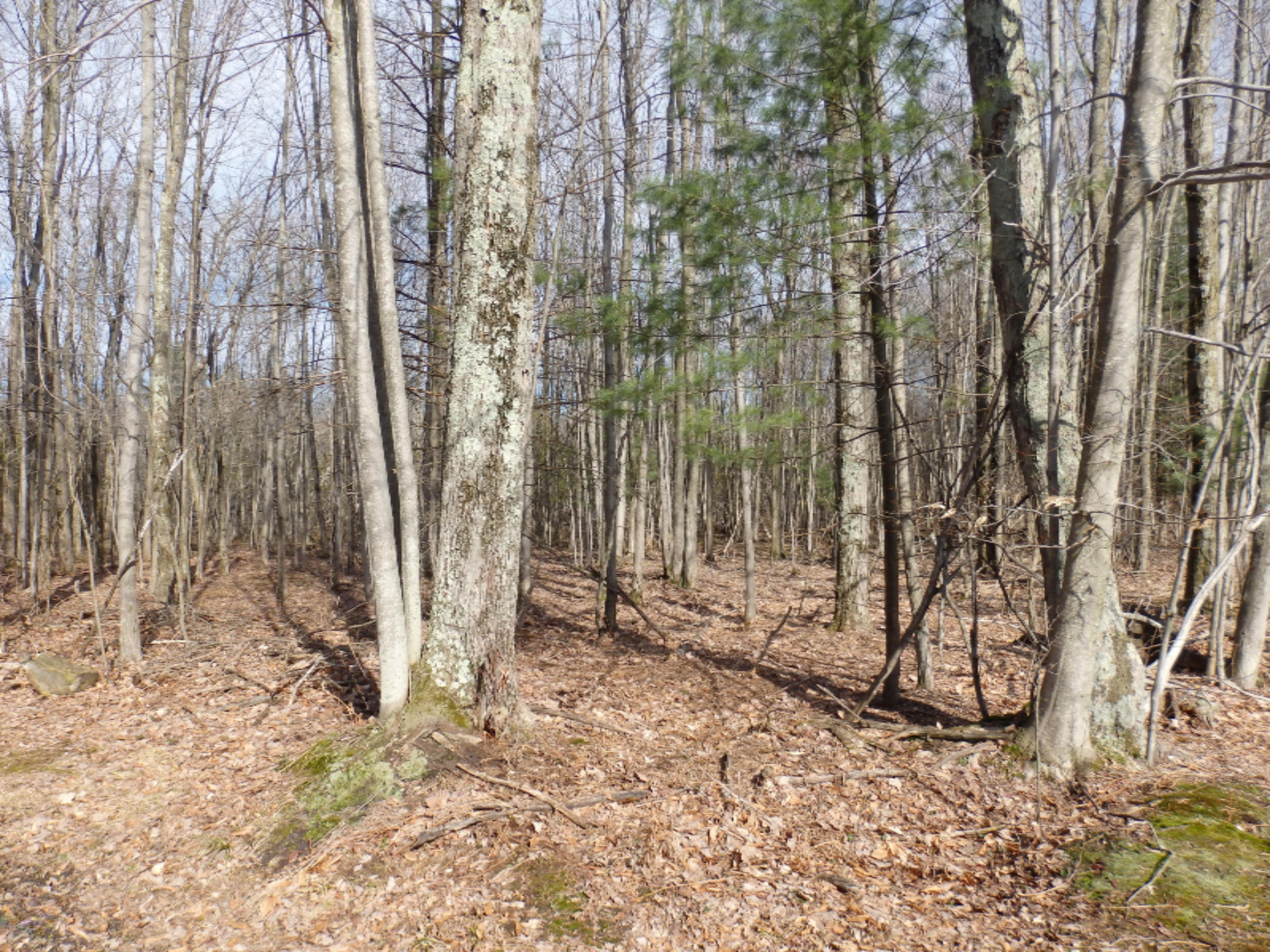 15312 9 Mile Road Kaleva, MI 49645 - Photo 45 of 54 P2220132