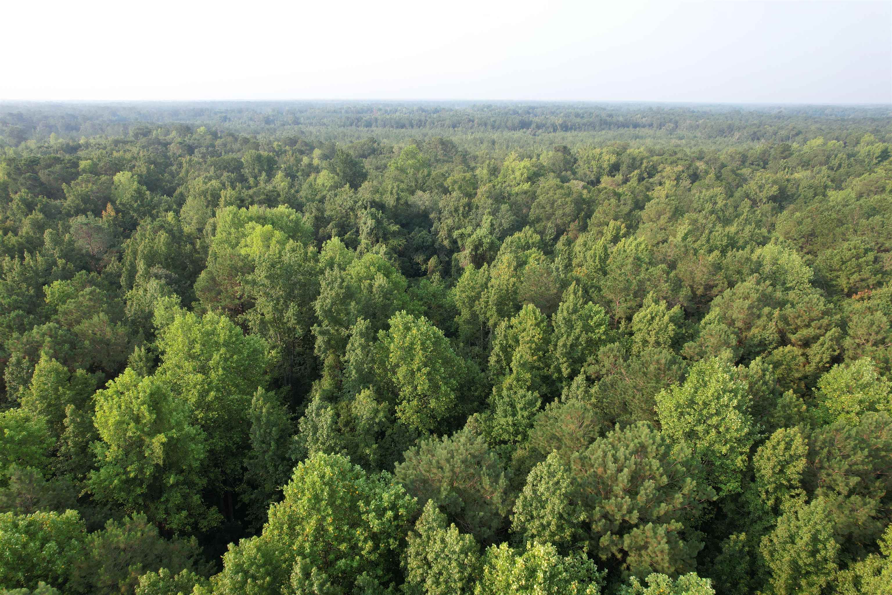 81.30-acres - Blackberry Road Hemingway, SC 29554 - Photo 13 of 21 Gallery Image 13