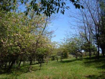 0 Stuart Road Southeast Copper Hill, VA 24079 - Photo 6 of 7 Spring trees