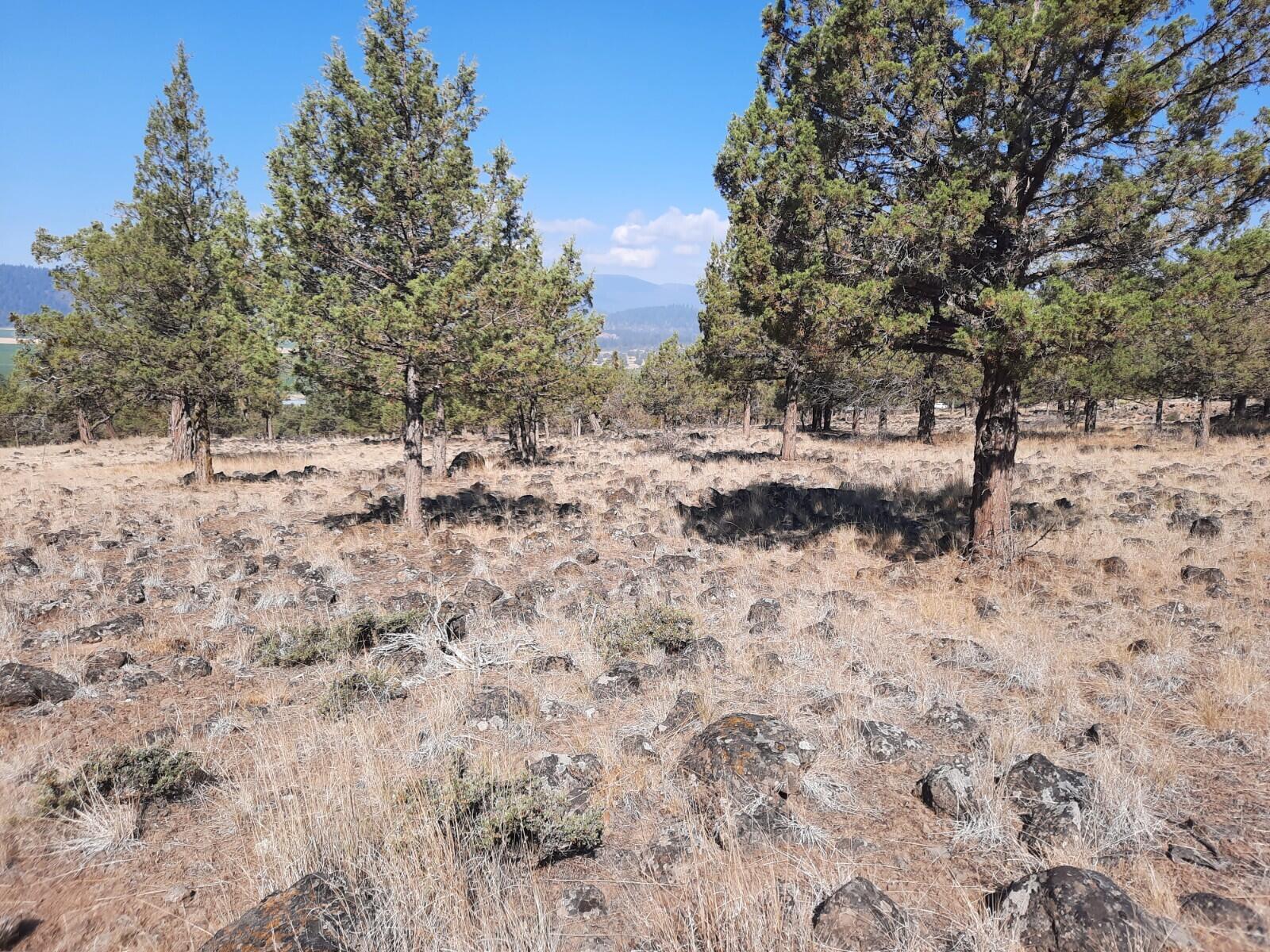 Lot 797 Cooper's Hawk Road Klamath Falls, OR 97601 - Photo 8 of 9 20210808_100644