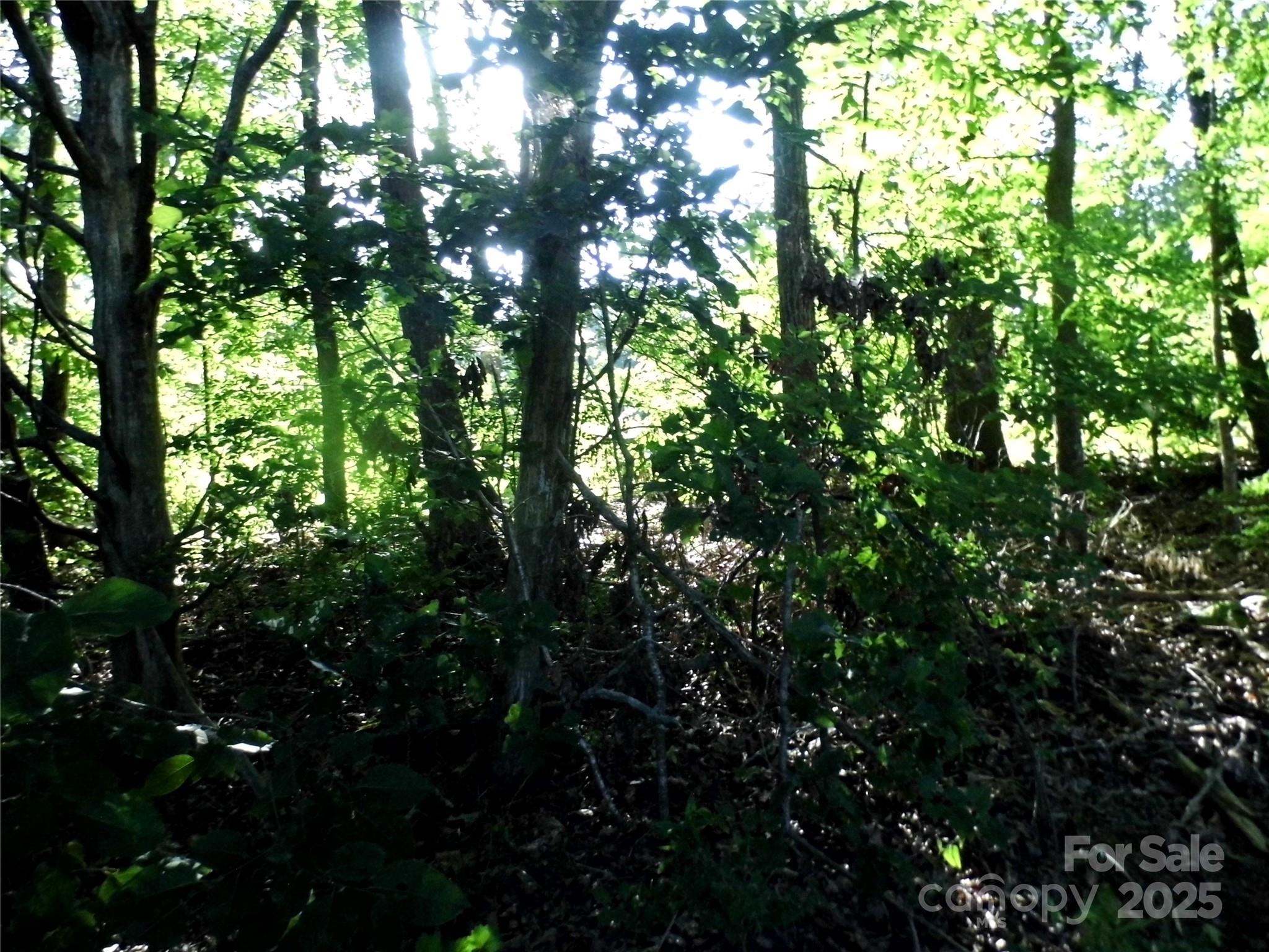 0 Belk Mill Road Wingate, NC 28174 - Photo 4 of 11 a view of tree