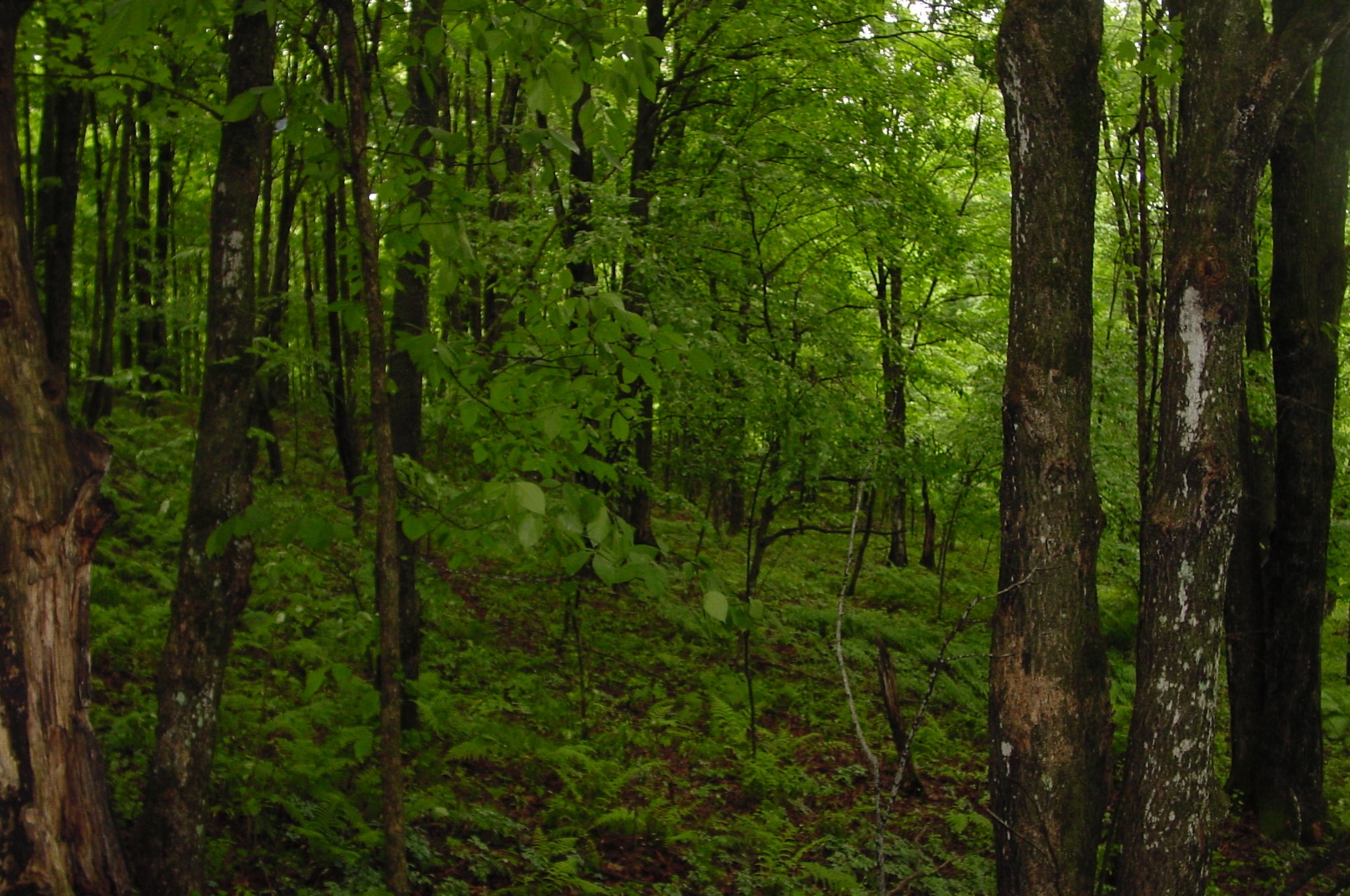 N6659 Kaiser Road Hawkins, WI 54530 - Photo 35 of 39