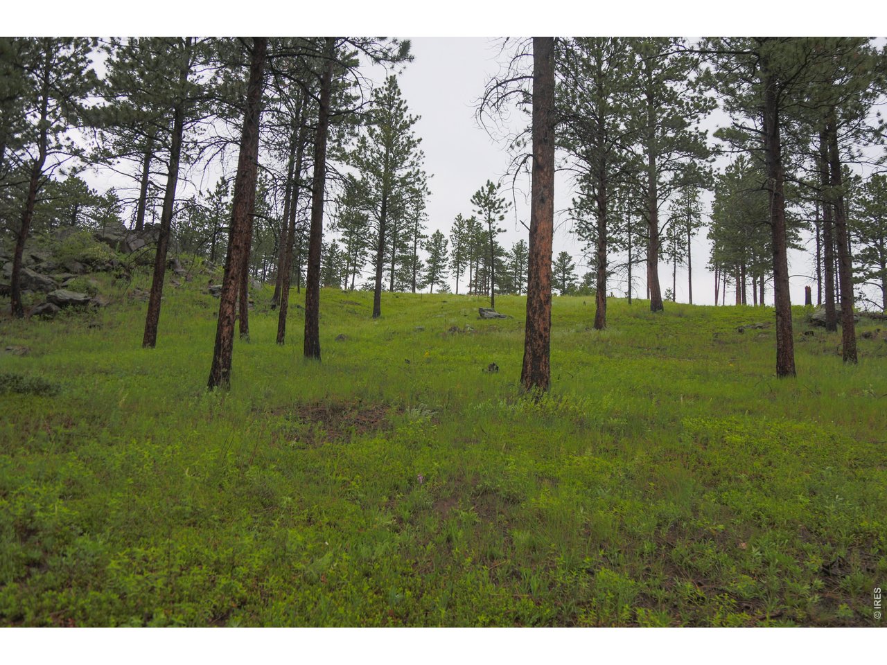 14884 Rist Canyon Road Bellvue, CO 80512 - Photo 32 of 50 a view of grassy field with trees